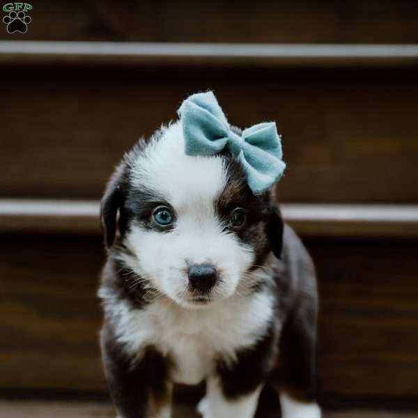 Banjo, Miniature Australian Shepherd Puppy