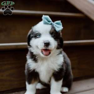 Banjo, Miniature Australian Shepherd Puppy