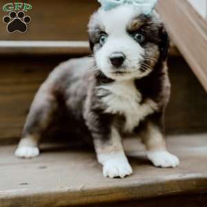 Blue, Miniature Australian Shepherd Puppy
