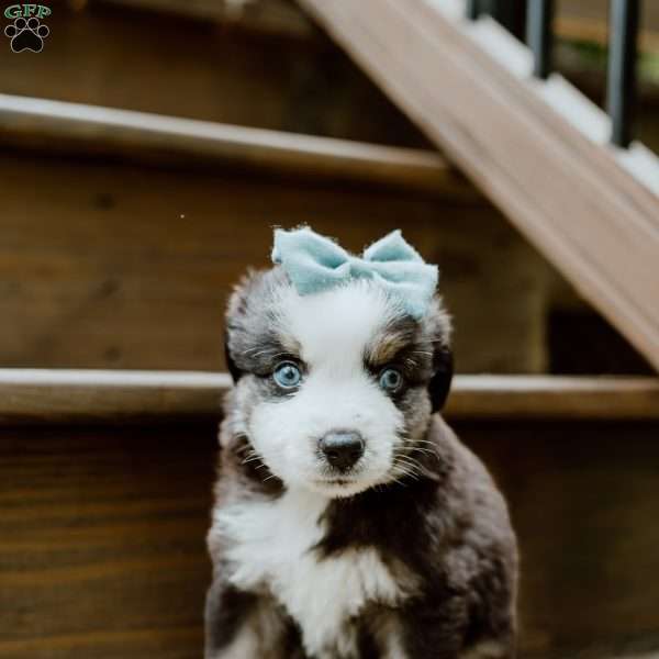 Blue, Miniature Australian Shepherd Puppy