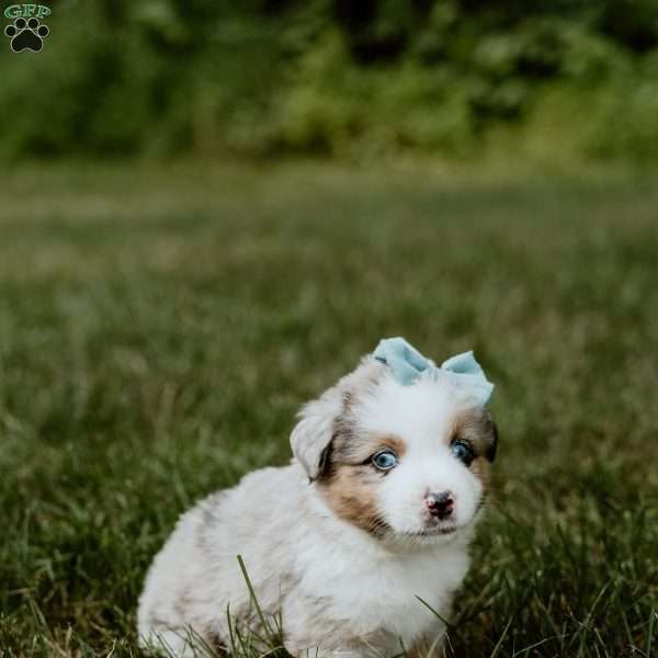Bandit, Miniature Australian Shepherd Puppy