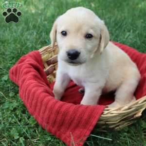 Kimberley, Yellow Labrador Retriever Puppy