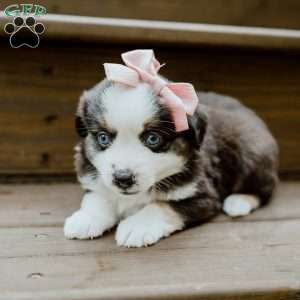Sage, Miniature Australian Shepherd Puppy