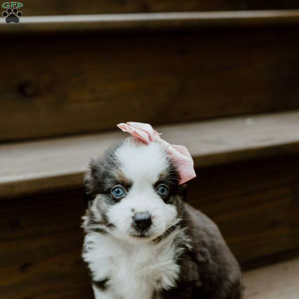 Sage, Miniature Australian Shepherd Puppy