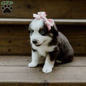 Sage, Miniature Australian Shepherd Puppy
