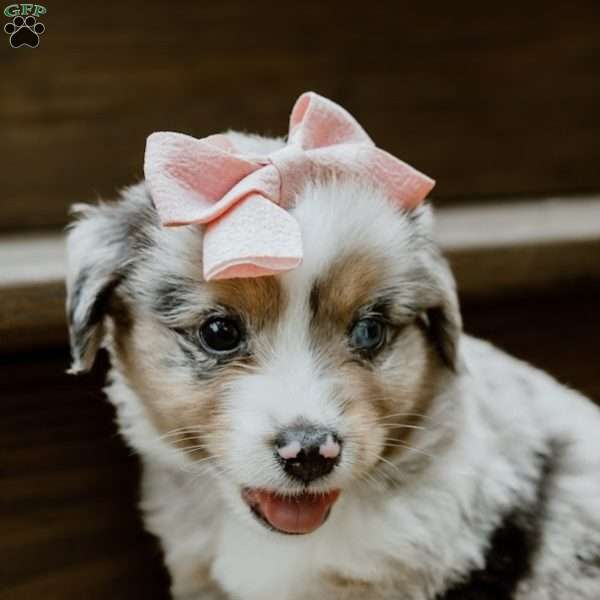 Lavender, Miniature Australian Shepherd Puppy