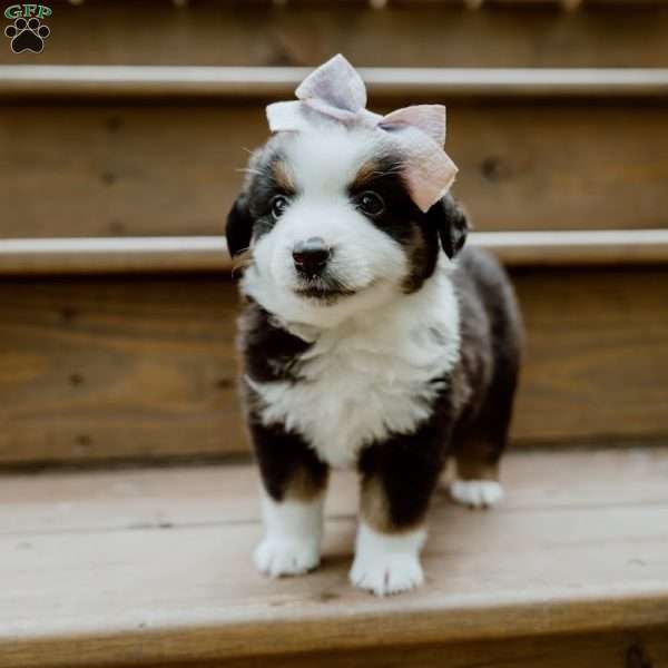 Sunny, Miniature Australian Shepherd Puppy