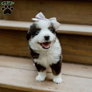 Sunny, Miniature Australian Shepherd Puppy