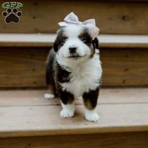 Sunny, Miniature Australian Shepherd Puppy