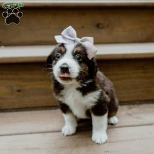 Skye, Miniature Australian Shepherd Puppy