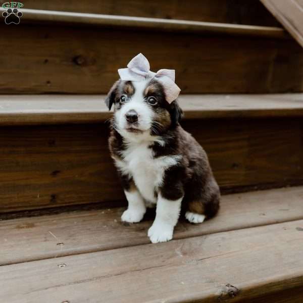 Skye, Miniature Australian Shepherd Puppy