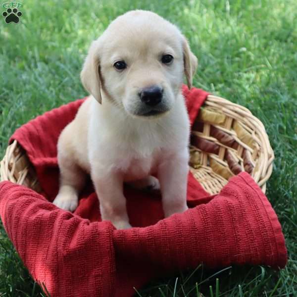 Kimberley, Yellow Labrador Retriever Puppy
