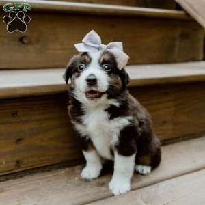Skye, Miniature Australian Shepherd Puppy