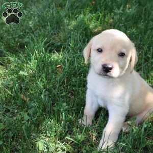 Kimberley, Yellow Labrador Retriever Puppy