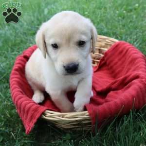 Kimberley, Yellow Labrador Retriever Puppy