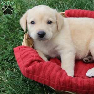 Kimberley, Yellow Labrador Retriever Puppy