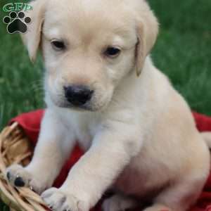 Kimberley, Yellow Labrador Retriever Puppy