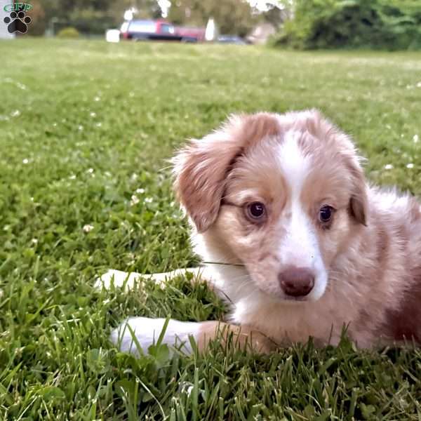 Ember, Miniature Australian Shepherd Puppy