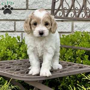 Ellie, Cockapoo Puppy