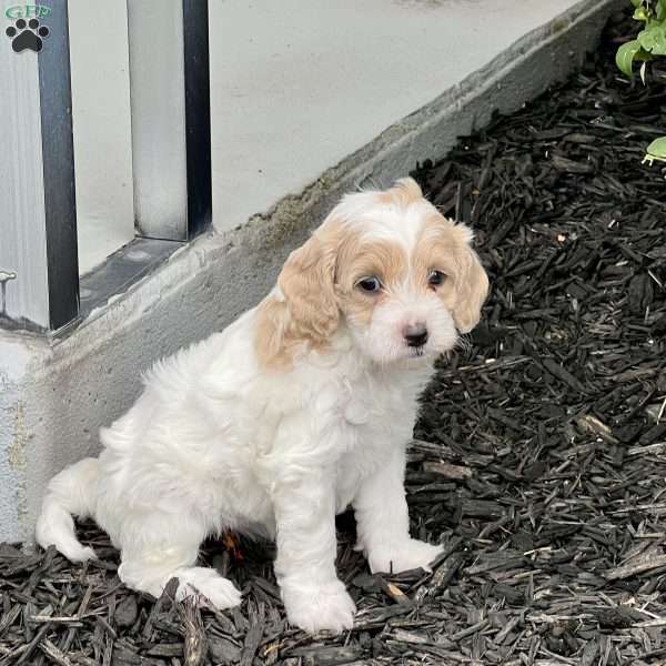 Ellie, Cockapoo Puppy