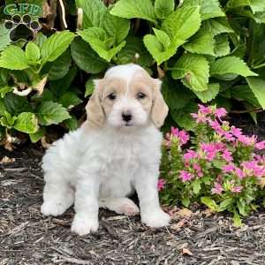 Ellie, Cockapoo Puppy