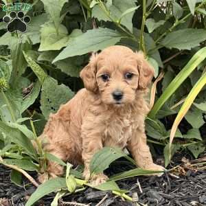 Mia, Cockapoo Puppy