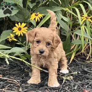 Mia, Cockapoo Puppy
