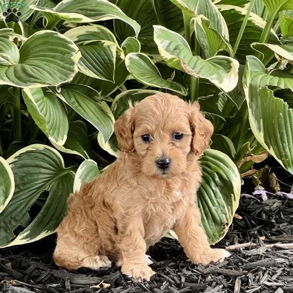 Mia, Cockapoo Puppy