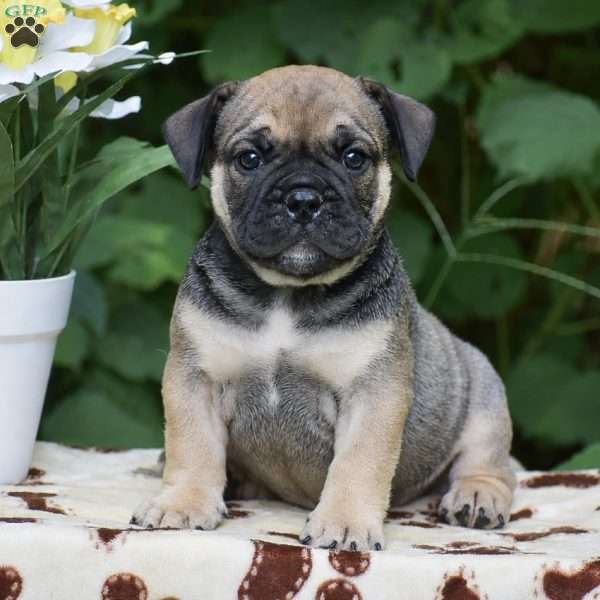 Marcus, Olde English Bulldogge Puppy