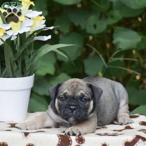 Marcus, Olde English Bulldogge Puppy