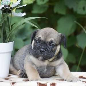 Marcus, Olde English Bulldogge Puppy