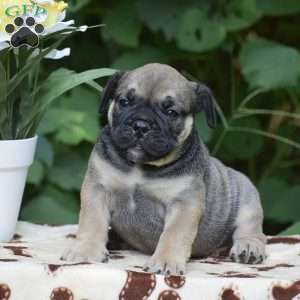 Marcus, Olde English Bulldogge Puppy