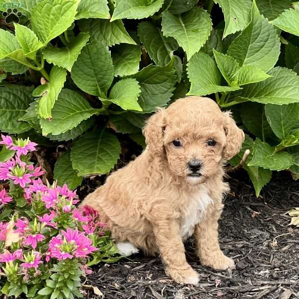 Lily, Cockapoo Puppy
