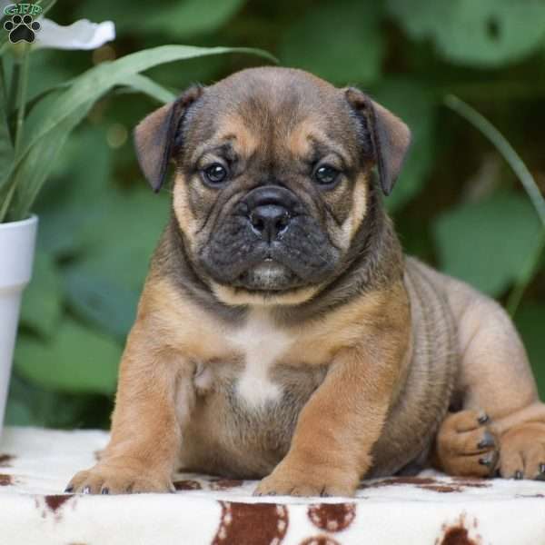 Moose, Olde English Bulldogge Puppy