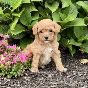 Lily, Cockapoo Puppy