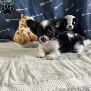 Winston, Chihuahua Puppy