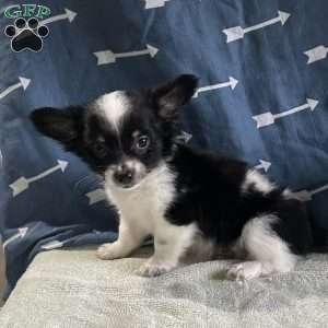 Winston, Chihuahua Puppy