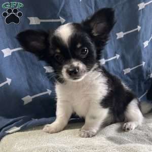 Winston, Chihuahua Puppy