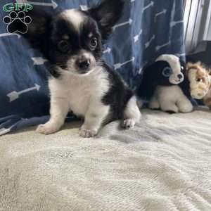Winston, Chihuahua Puppy