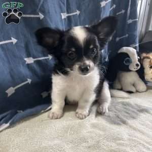Winston, Chihuahua Puppy