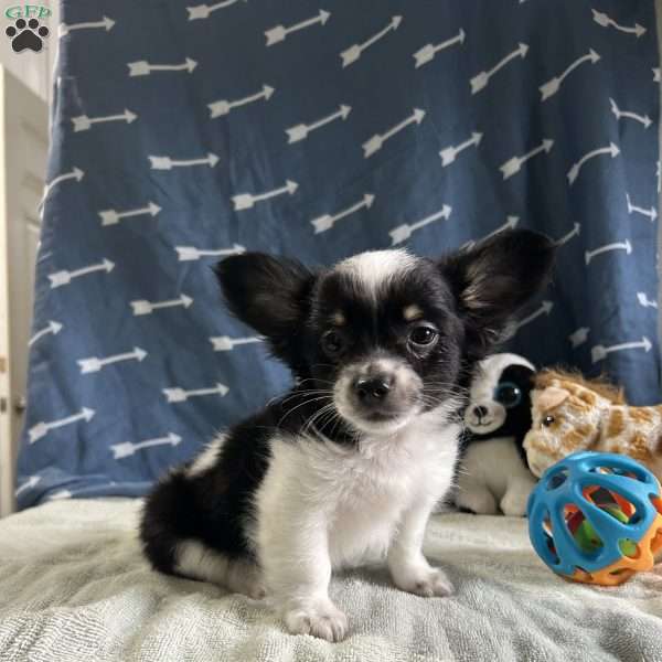 Winston, Chihuahua Puppy