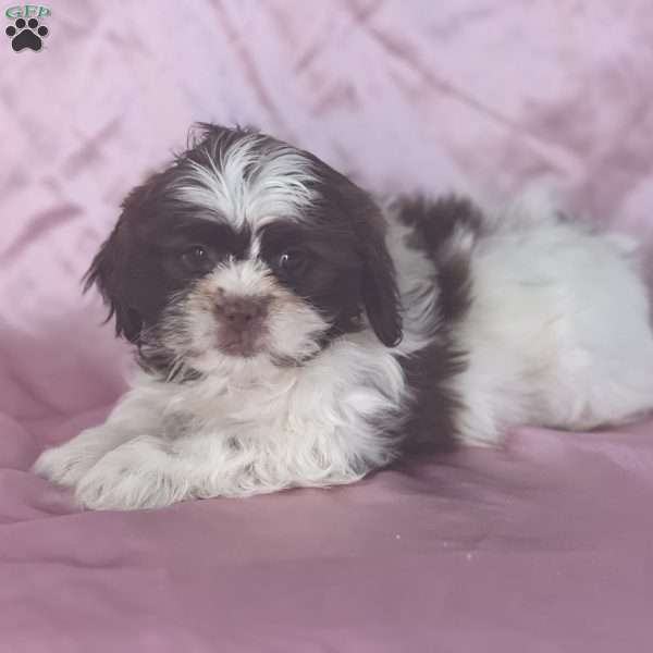 Best, Shih Tzu Puppy