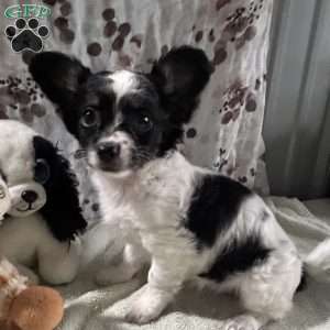 Poppy, Chihuahua Puppy