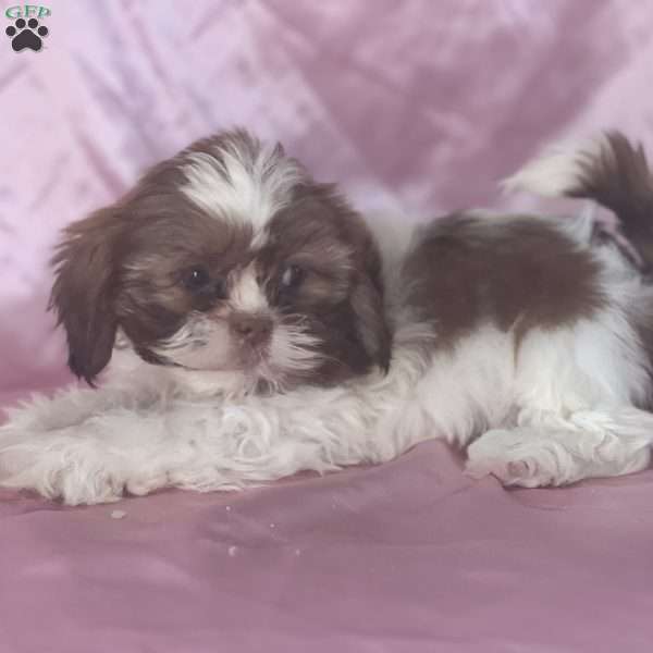 Buety, Shih Tzu Puppy