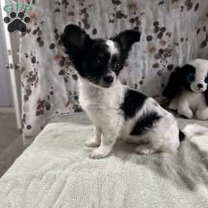 Poppy, Chihuahua Puppy