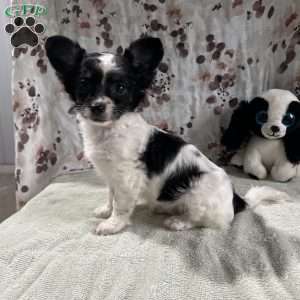 Poppy, Chihuahua Puppy