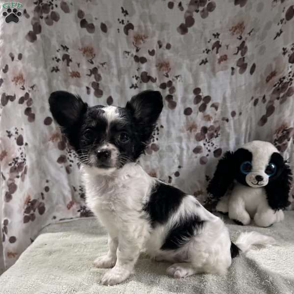 Poppy, Chihuahua Puppy