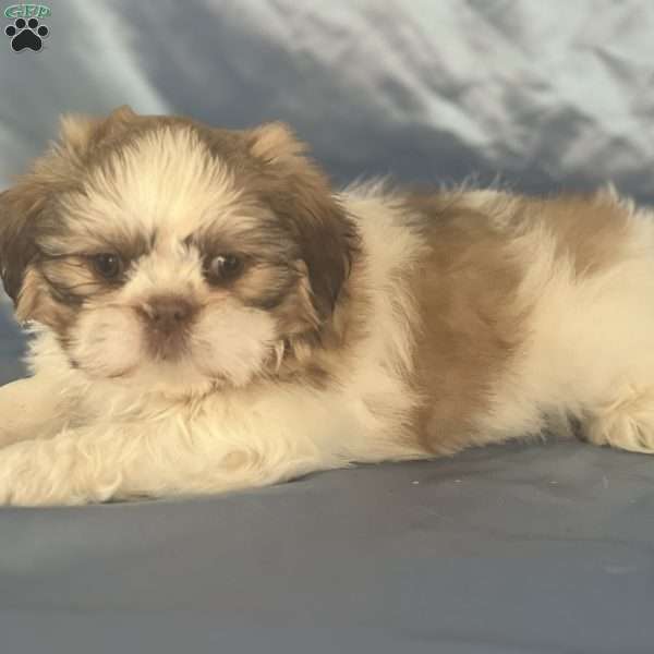 Billy, Shih Tzu Puppy