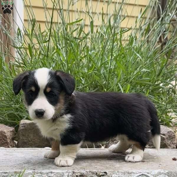 Don, Pembroke Welsh Corgi Puppy