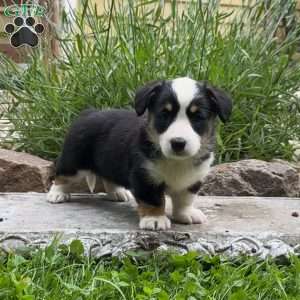 Don, Pembroke Welsh Corgi Puppy